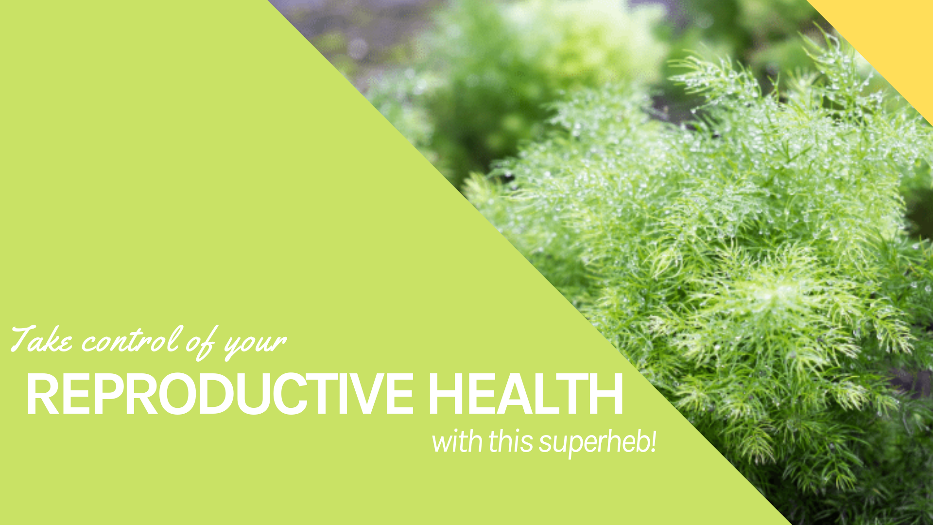 Take Control Of Your Reproductive Health With This Superherb!