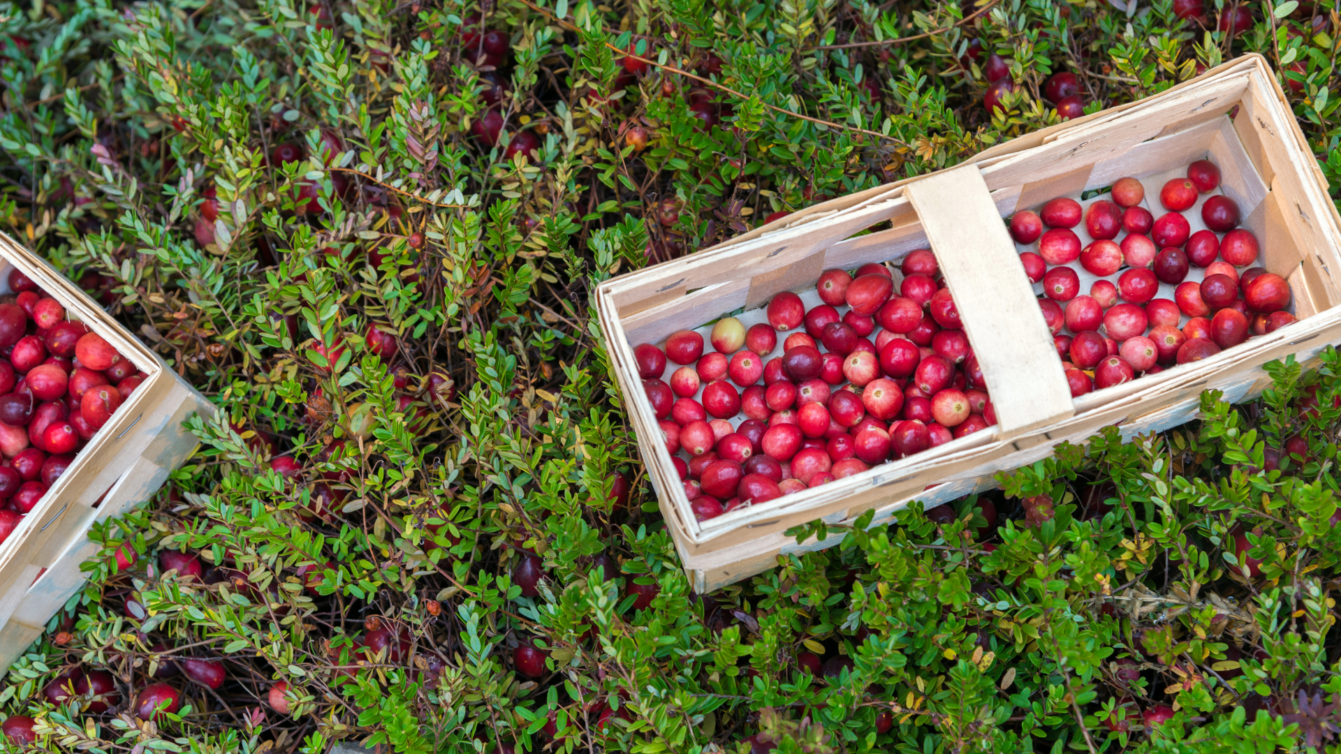 image of cranberries for organic traditions blog post the surprising and unique benefits of cranberries